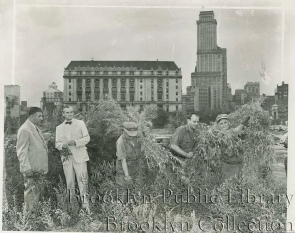 weed in the 1950s - Brooklyn Public Library Brooklyn Collection